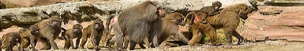 Baboon panorama