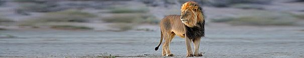 African lion panorama