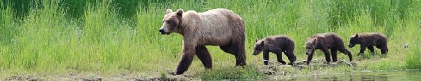 grizzly fun facts