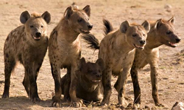 Hyena Facts - Animal Facts Encyclopedia