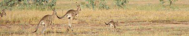 kangaroo panorama