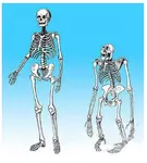 greatapeskeletons.jpg