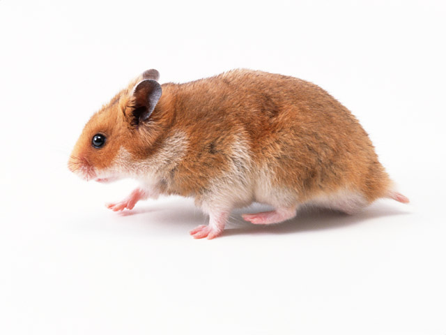 Syrian Hamster - Animal Facts Encyclopedia