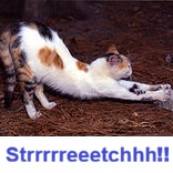stretch cat