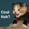 cool cat
