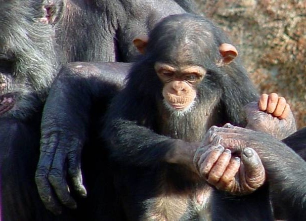 chimp family