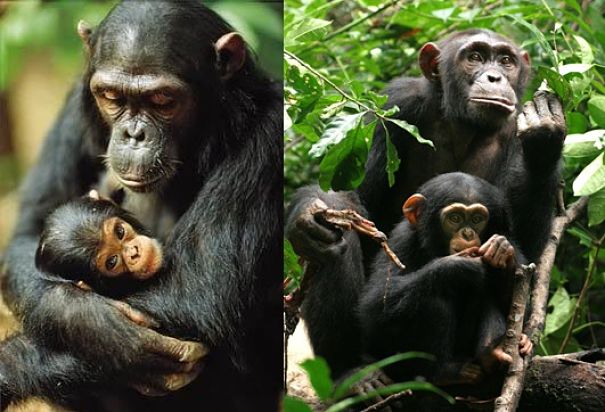 chimp mothers and babies