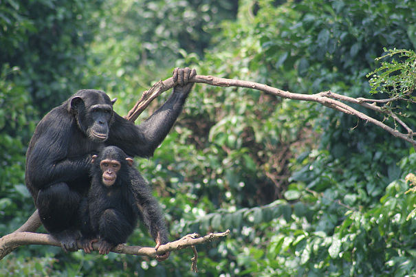chimps in tree