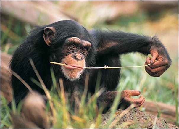 chimp fishing for termites