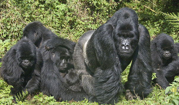 chimps in tree