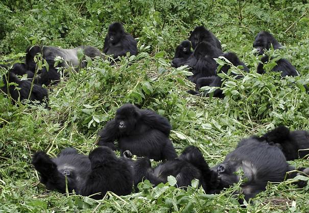 mountain gorilla group