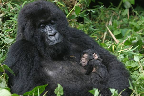 mountain gorilla with infant