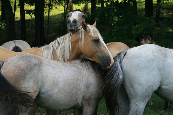 horses mingling