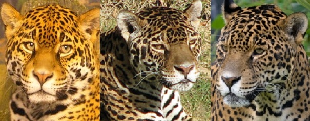 jaguar head shape