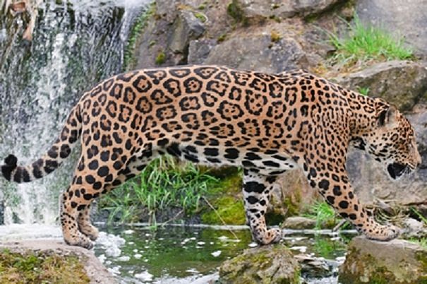 Jaguar Facts Animal Facts Encyclopedia