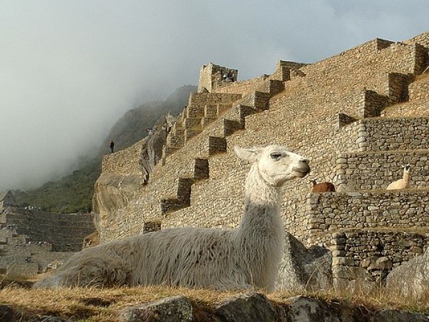 llama at Machu Piccu
