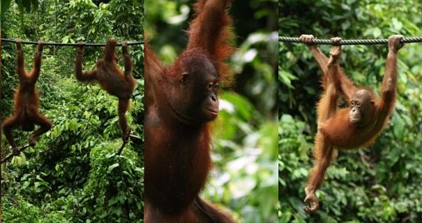 orangutans climbing