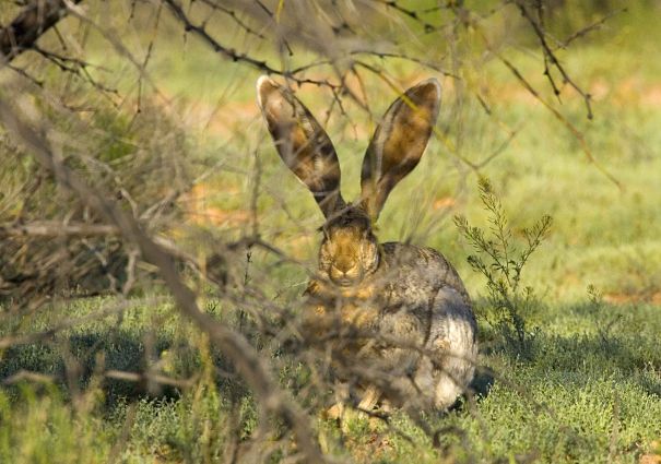 Black tailed jack rabbit