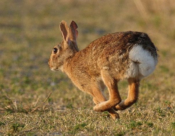 Eastern cottontail rabbit