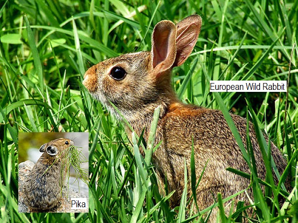 European rabbit with pika