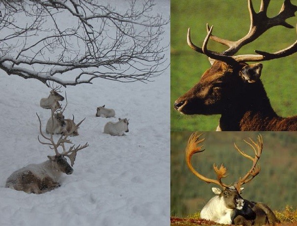 reindeer subspecies