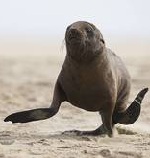 sea lion running