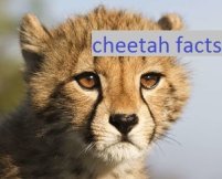cheetah feiten