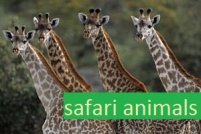 Safari Tiere