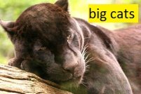 big cat facts