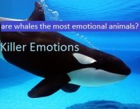killer factos sobre baleias