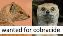 mongoose facts