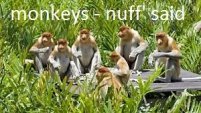 monkey facts