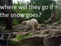 factos de ursos polares