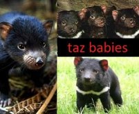 Tasmanian duivel feiten