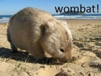 wombat feiten