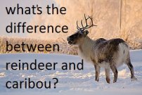 reindeer facts