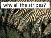 zebra feiten