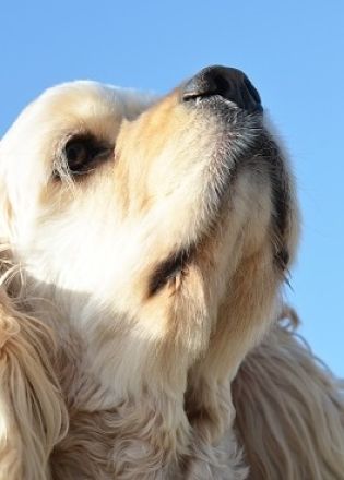 Here are 10 fun and fascinating dog facts about adorable Golden