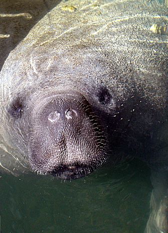 Manatee Portrait