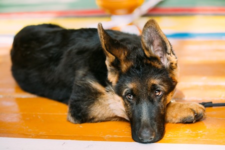 German shepherd puppy