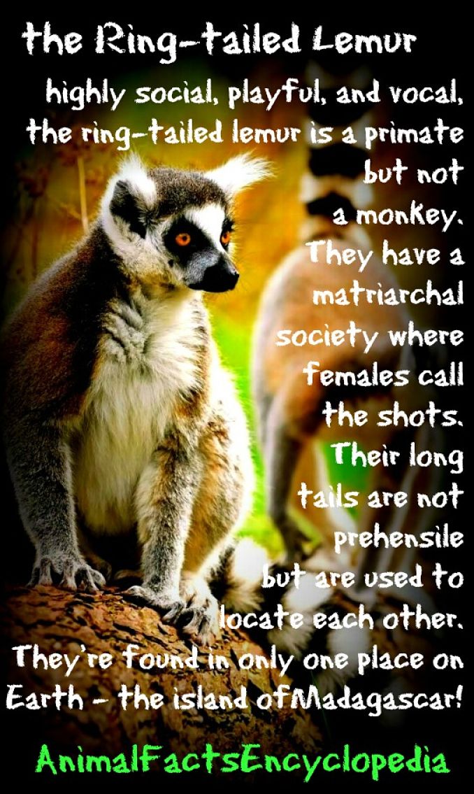 Lemur Facts Animal Facts Encyclopedia