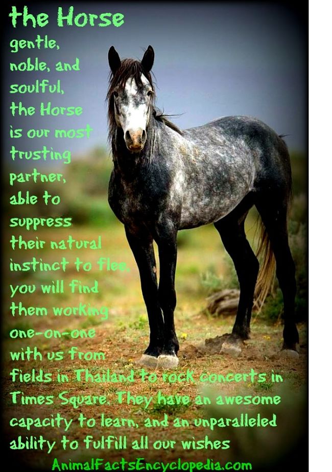 Horse Facts Animal Facts Encyclopedia