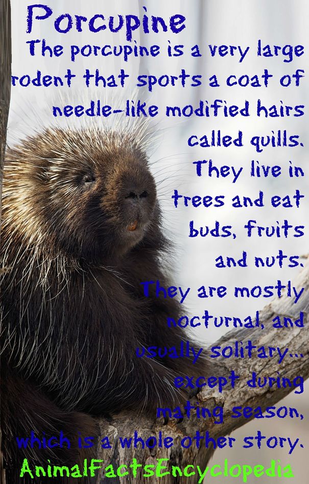 Porcupine Facts Animal Facts Encyclopedia