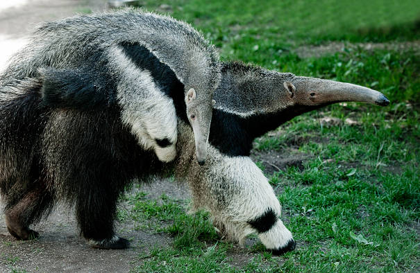giant anteater mother and baby