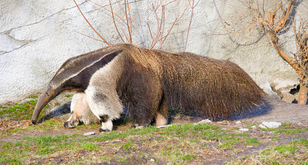 Anteater Facts - Animal Facts Encyclopedia