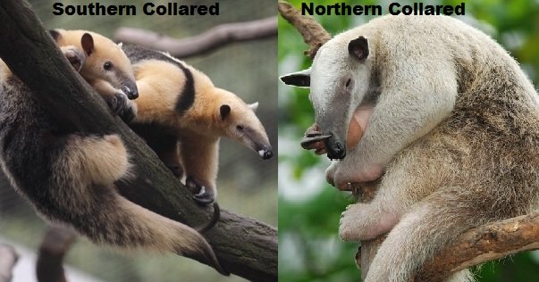 collared anteaters or tamanduas