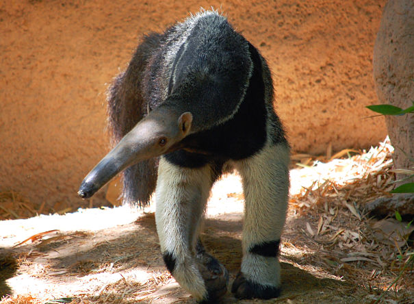 giant anteater