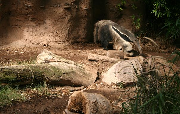 giant anteater