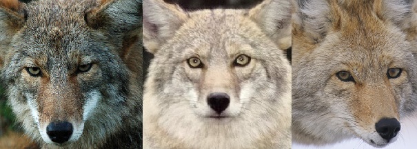 some wiley coyotes
