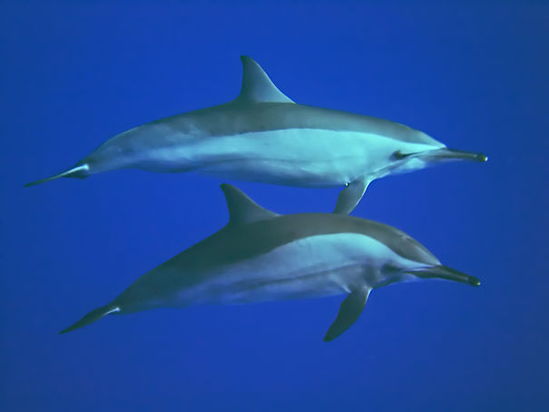 common dolphins